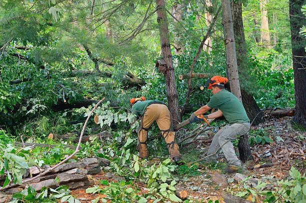 Tree Root Removal in Perry, MI